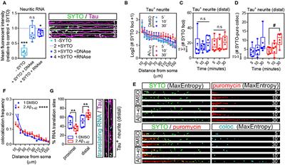 Corrigendum: Object-Based Analyses in FIJI/ImageJ to Measure Local RNA Translation Sites in Neurites in Response to Aβ1-42 Oligomers